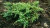 JUNIPERUS SQUAMATA ''HOLGER''